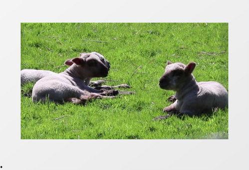 羔视频,揭秘现代科技与生活融合的奇妙之旅