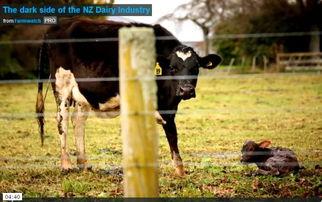 奶牛挤奶视频,科技助力农业现代化