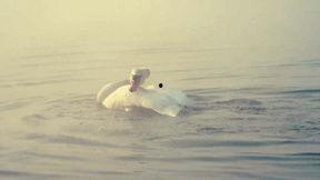 鹅游水的视频,萌态可掬的动物奇观