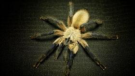 蜘蛛运动视频,捕捉其独特运动方式的精彩瞬间