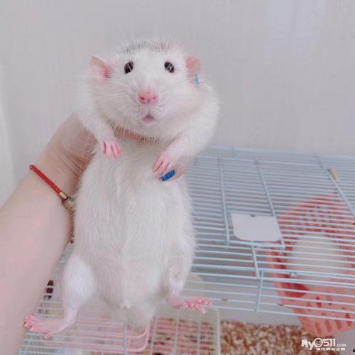 花枝鼠视频,揭秘萌宠日常，带你领略可爱瞬间