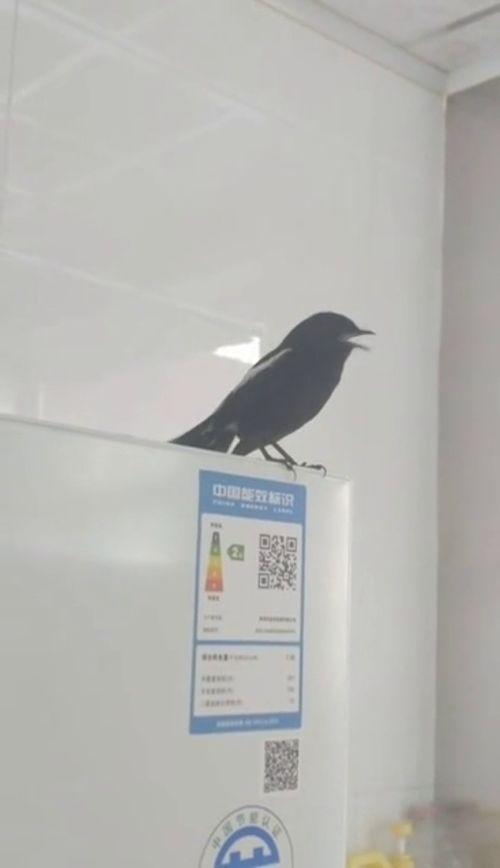 黑白四喜鸟大叫视频